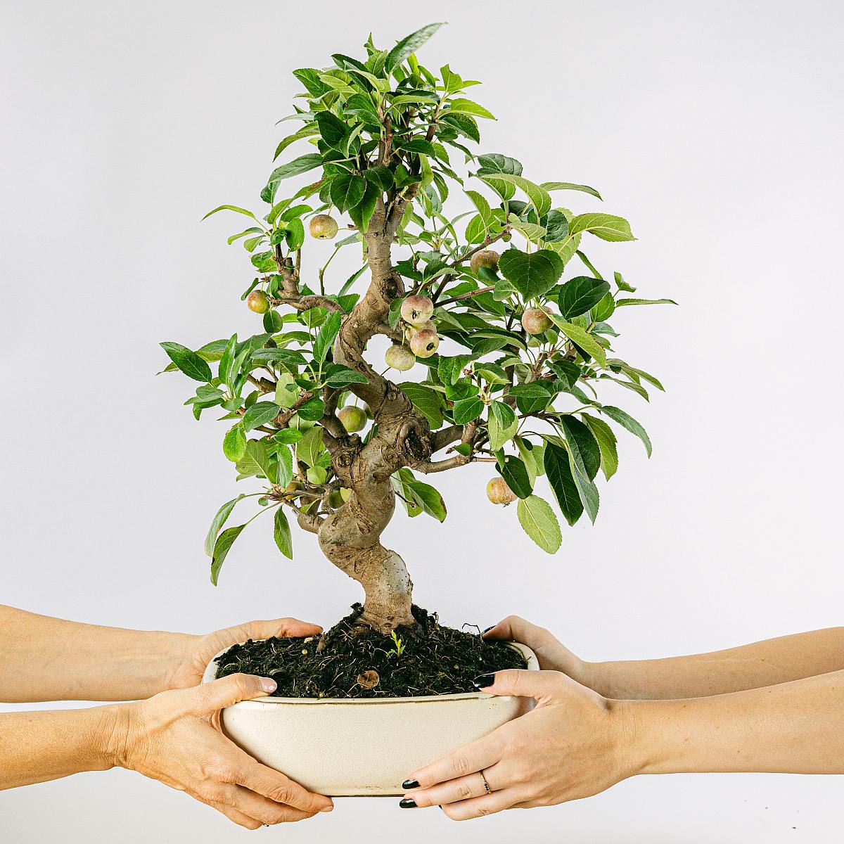 Bonsai 18 Jahre alt Malus sp