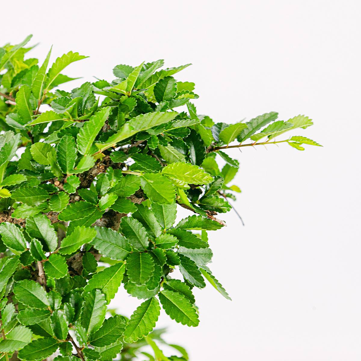 Bonsai 16 ans Zelkova picture 2