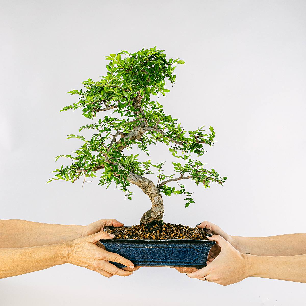 Bonsai 16 ans Zelkova picture 3