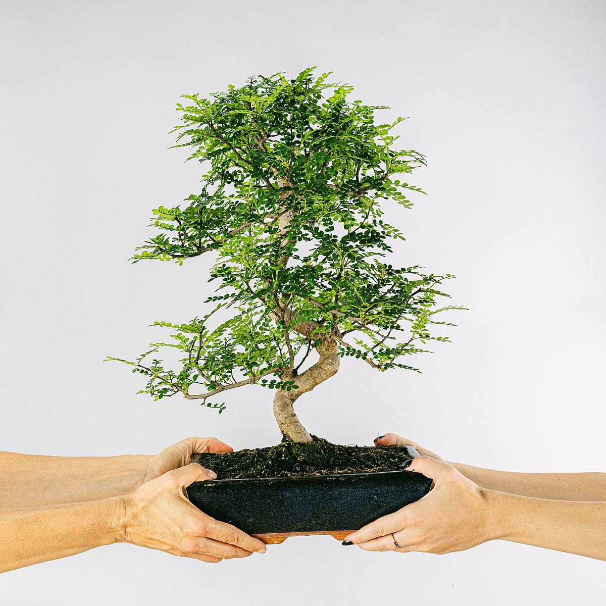 Bonsaj 16 let Zanthoxylum Piperitum picture 3