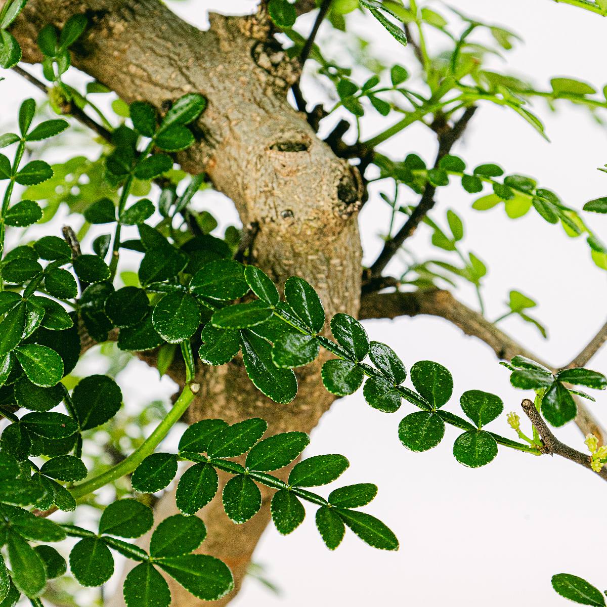 Bonsai 10 años Zanthoxylum Piperitum picture 2