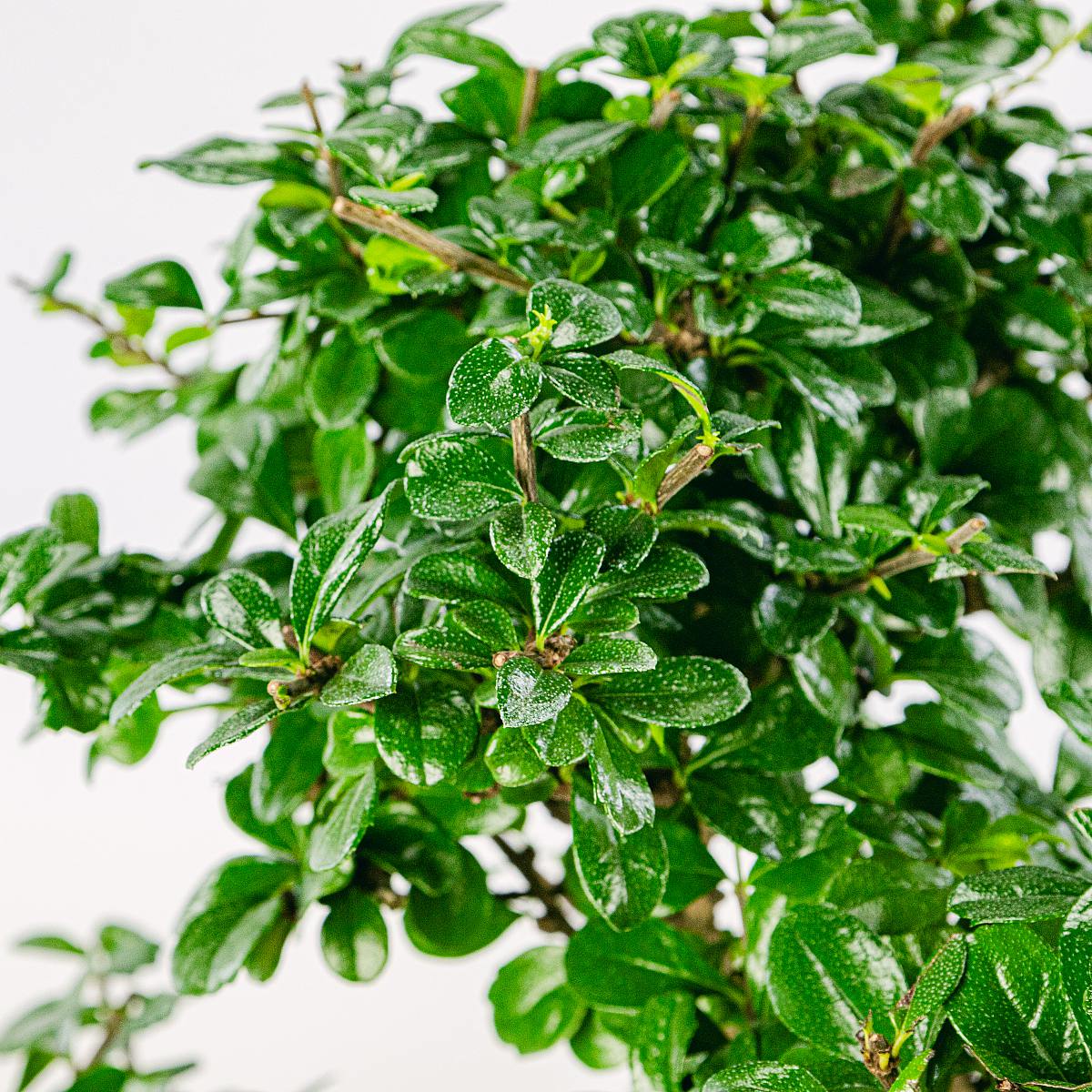 Bonsaj 16 let Carmona microphylla picture 2