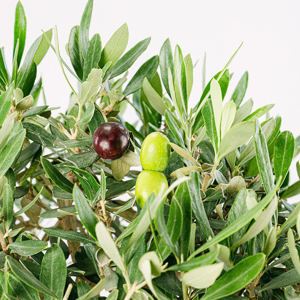 Bonsai 18 let Olea Europaea picture 2