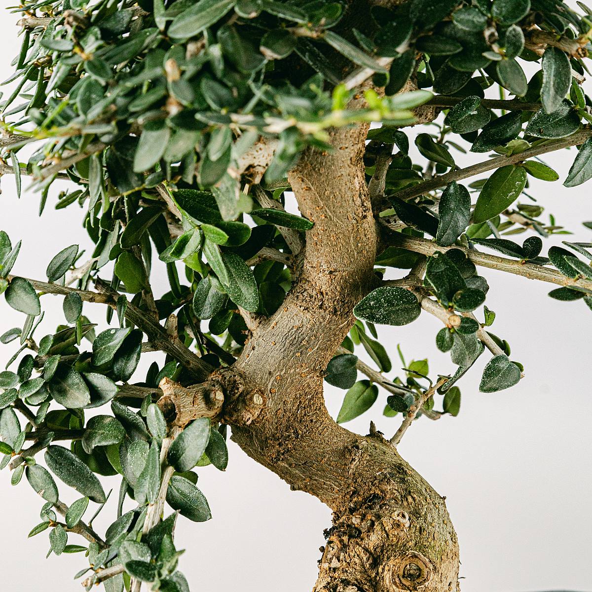 Бонсай Olea sylvestris (10 лет) picture 1
