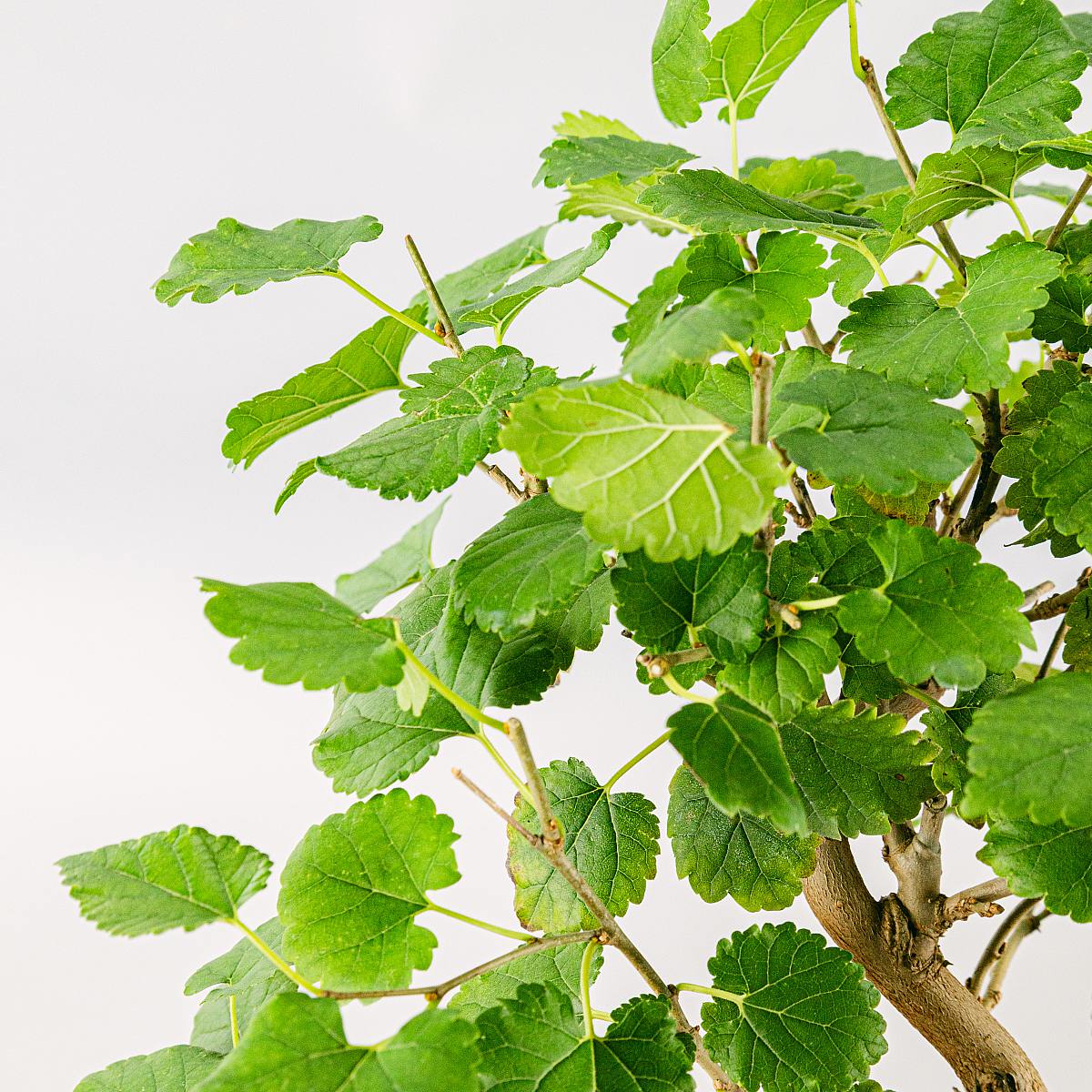 Bonsai 7 let Morus sp picture 1