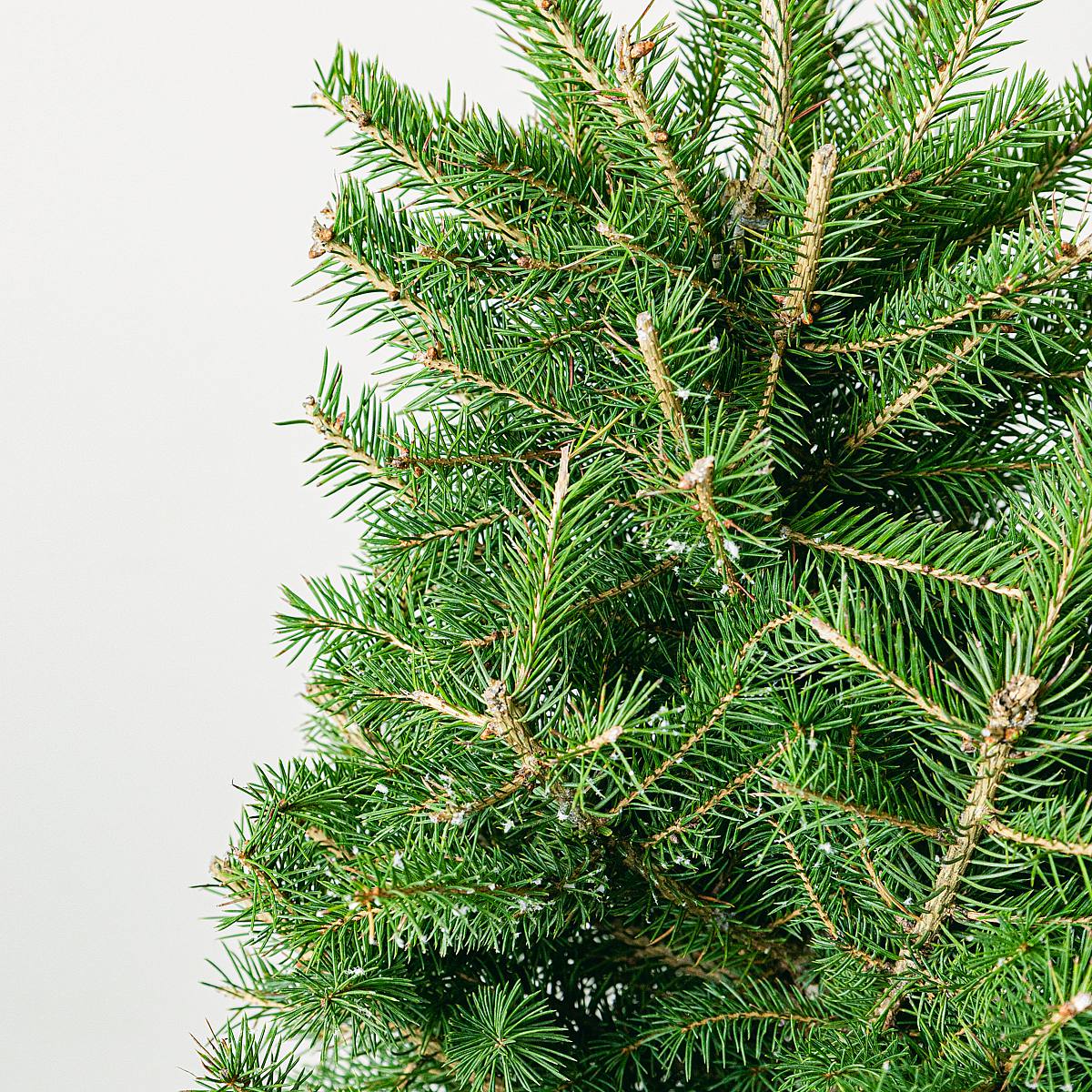 Naturligt fyrretræ - Picea glauca picture 4