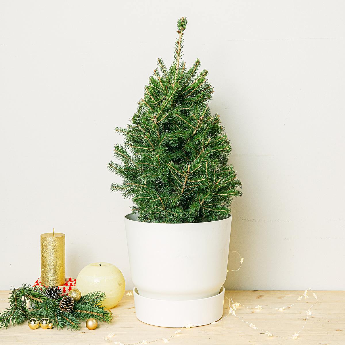 Naturligt fyrretræ - Picea glauca picture 1