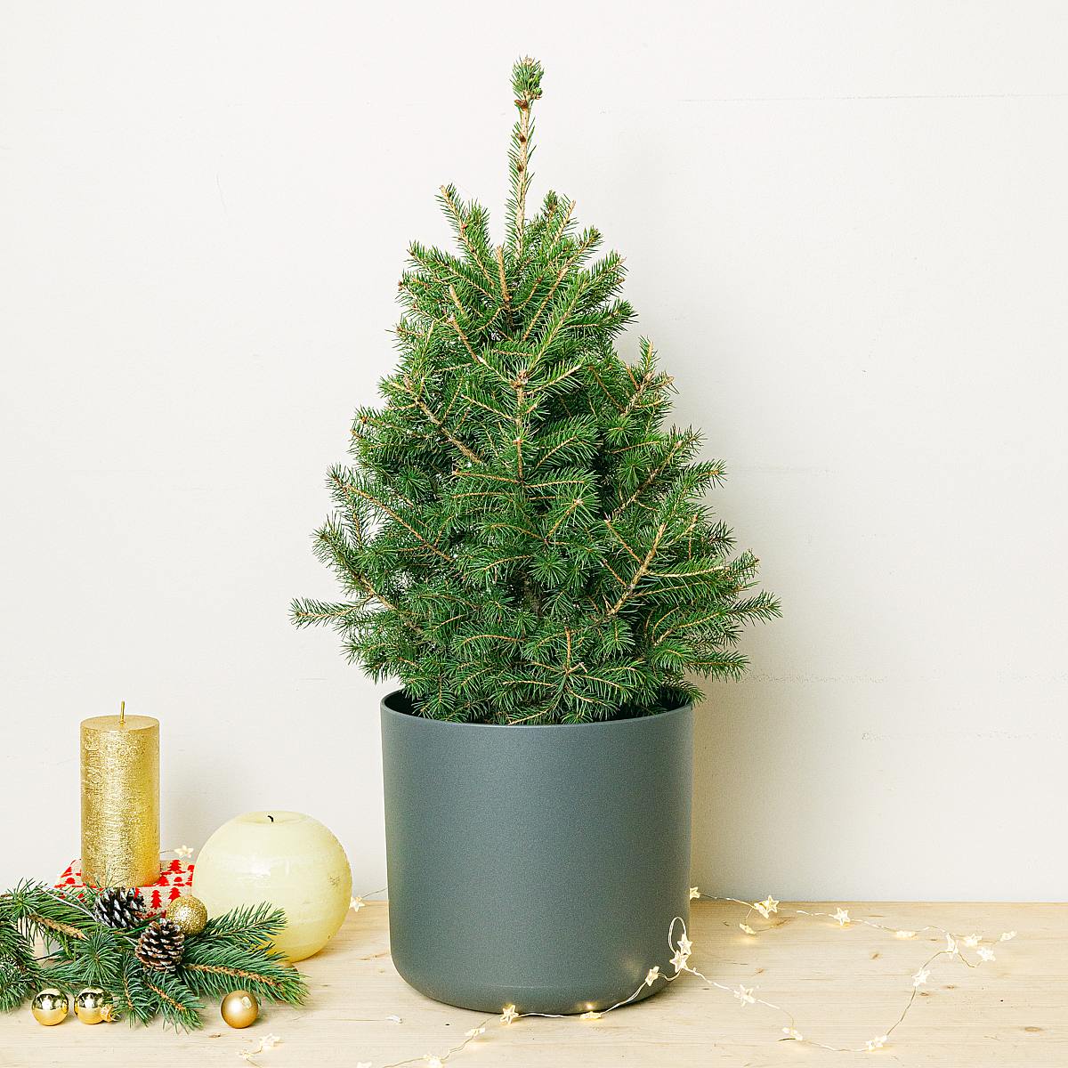 Naturligt fyrretræ - Picea glauca picture 3