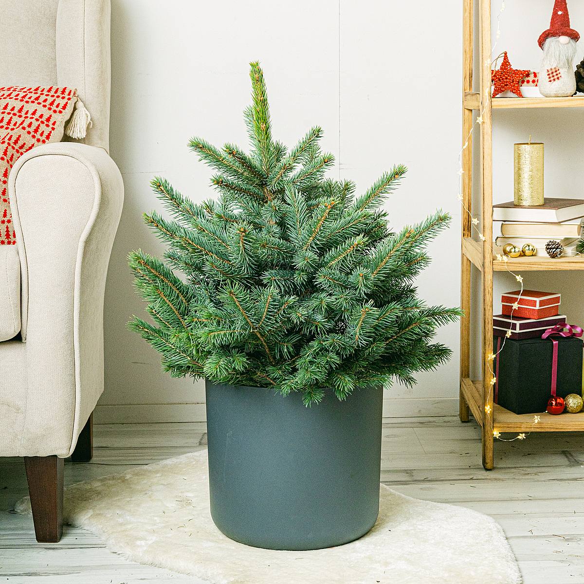 Picea Pungens Super Blue picture 0