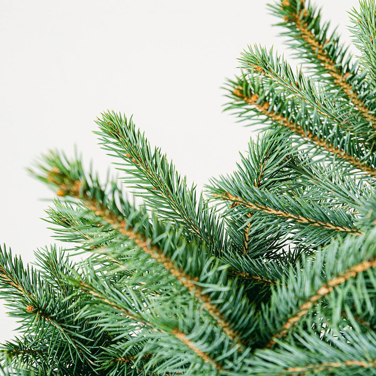 Picea Pungens Super Blue picture 1