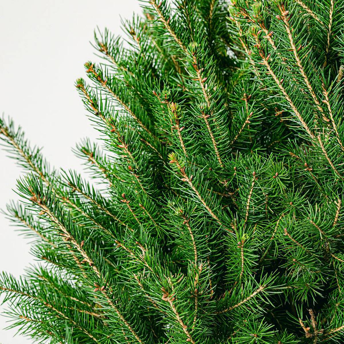 Gran glauca Super Green picture 3