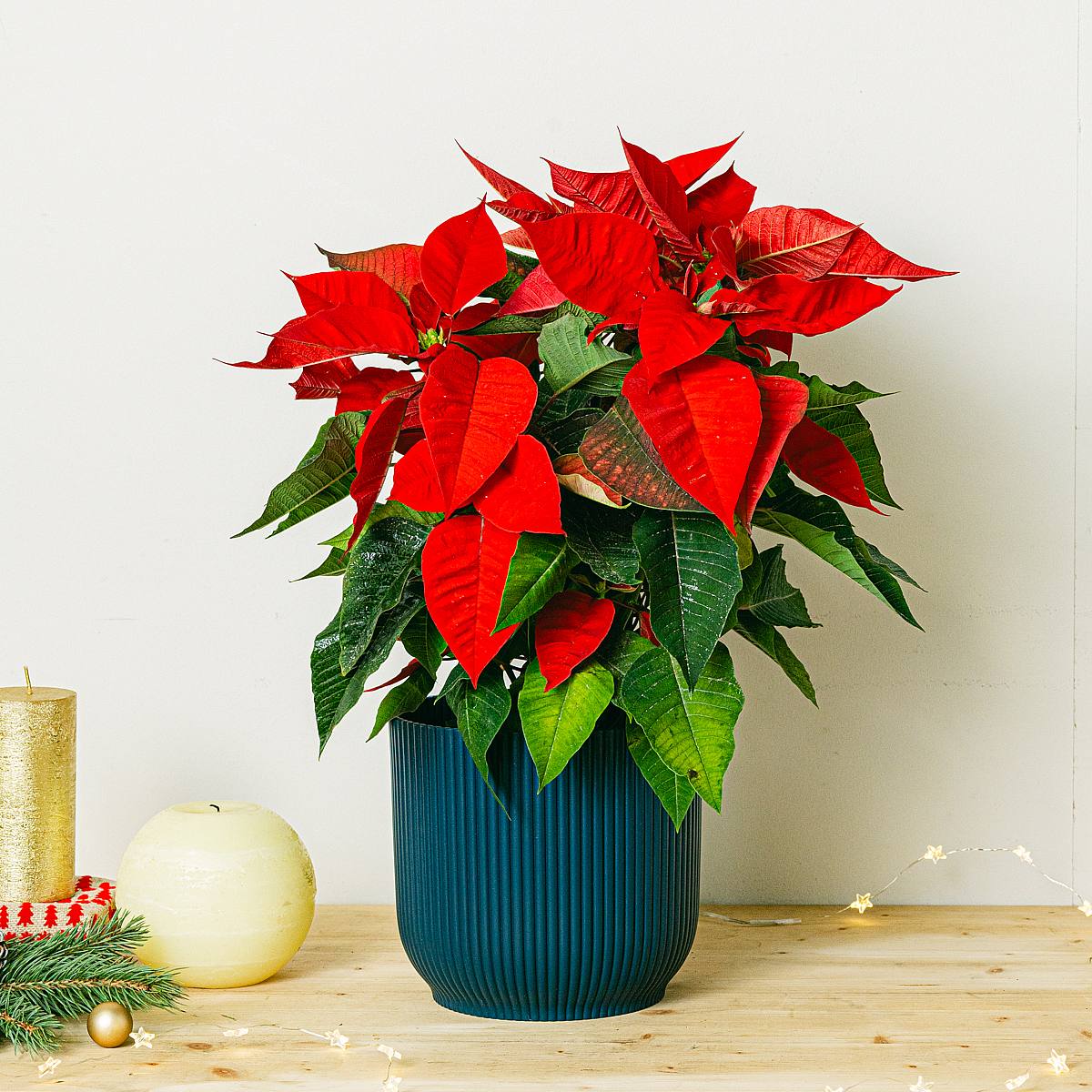 Julestjerne / Julestjerner picture 1