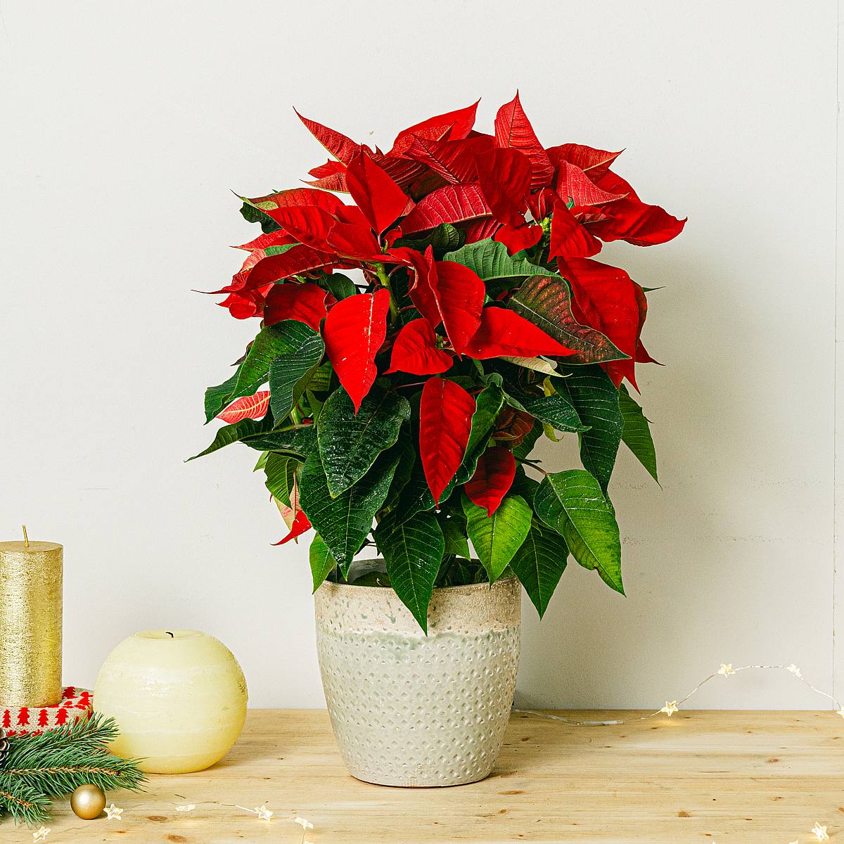 Julestjerne / Julestjerner picture 2