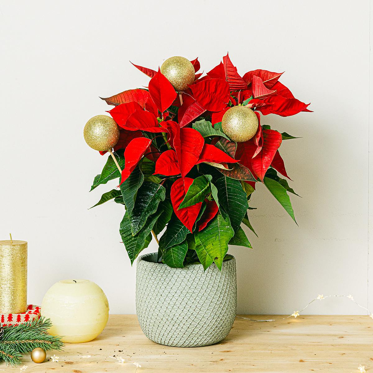Poinsettia avec décor doré picture 1