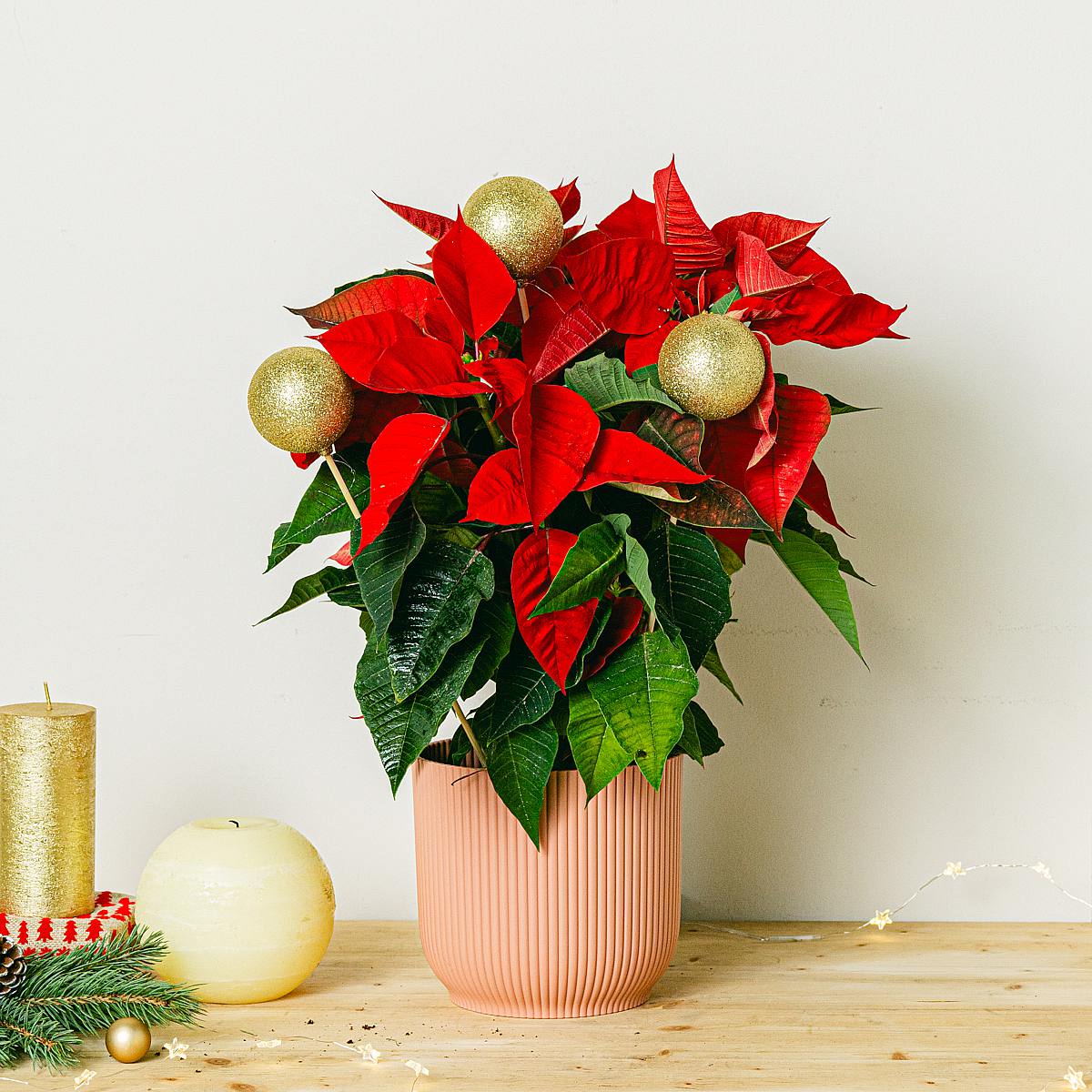 Poinsettia avec décor doré picture 2