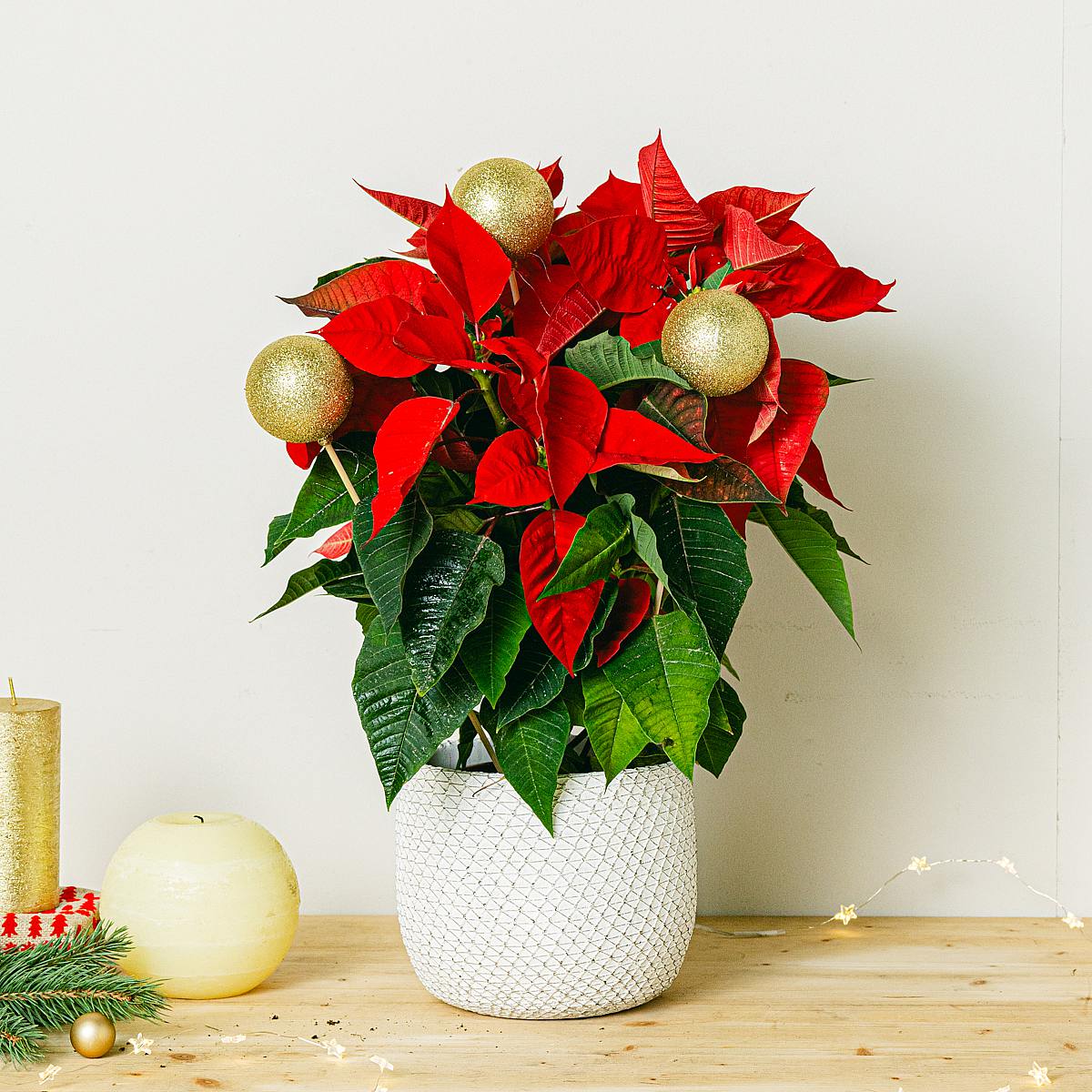 Poinsettia avec décor doré picture 3