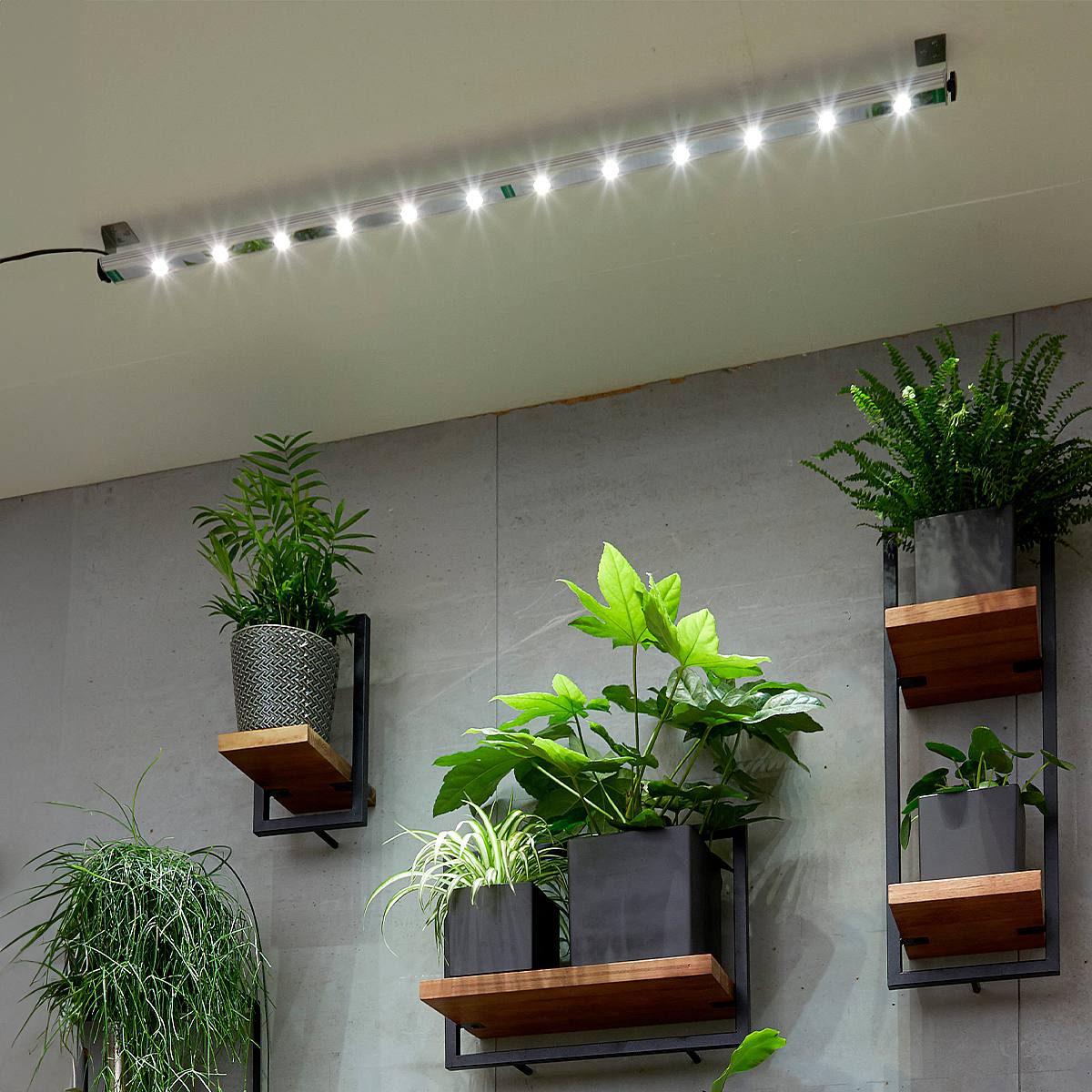 FloraLight LED picture 2