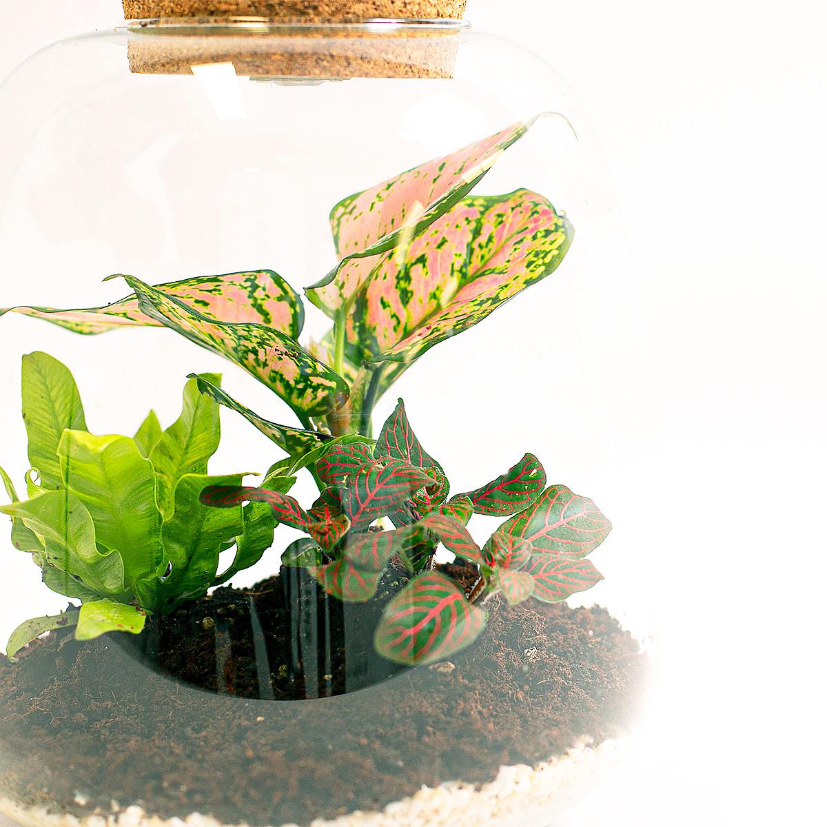 Cupid's Oasis - Valentine's day picture 2