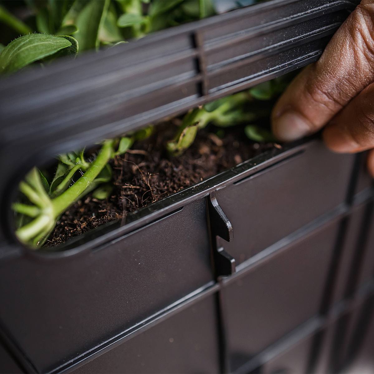 Trio de manches Oasis picture 4