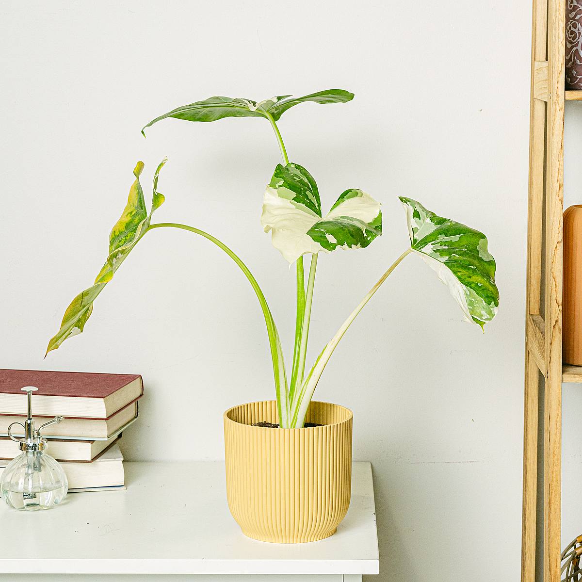 Alocasia Macrorrhiza Variegata picture 2