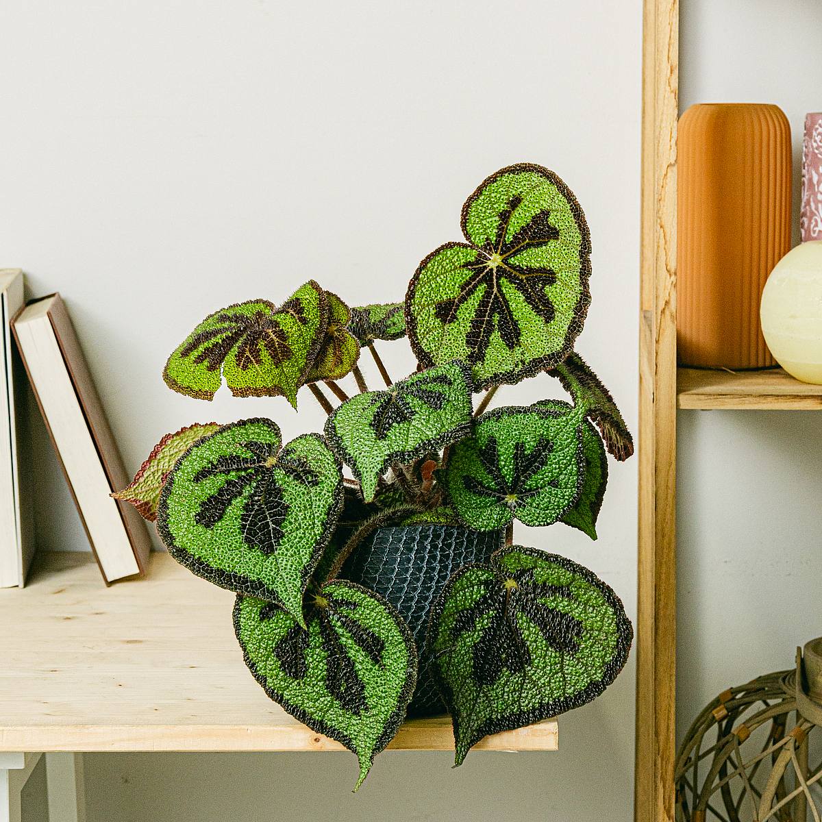 Begonia Masoniana picture 1