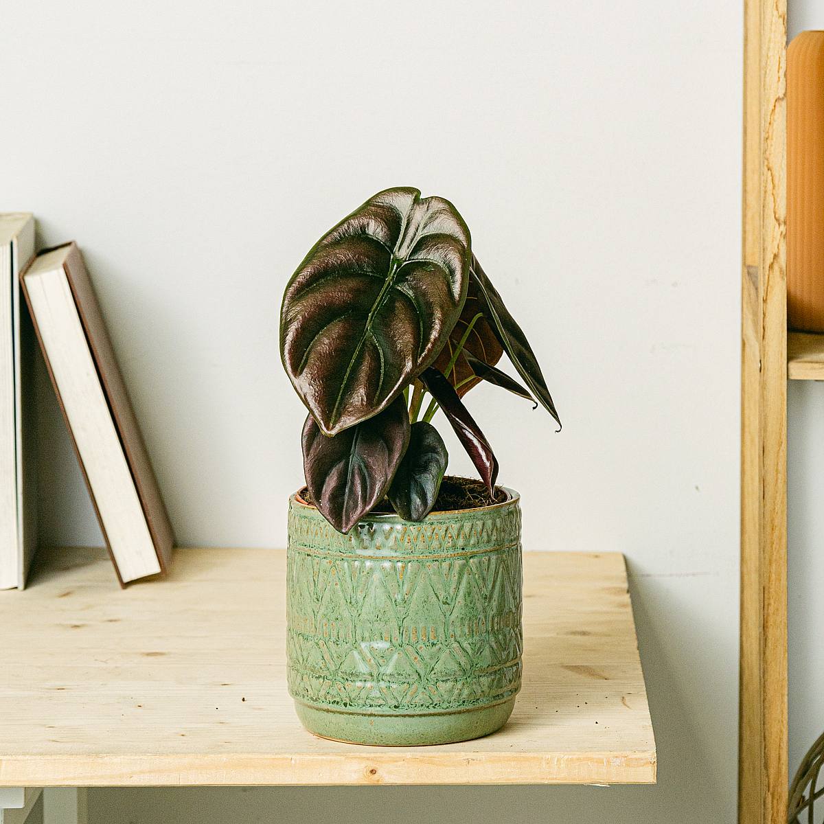 Alocasia cuprea rød hemmelighed picture 1