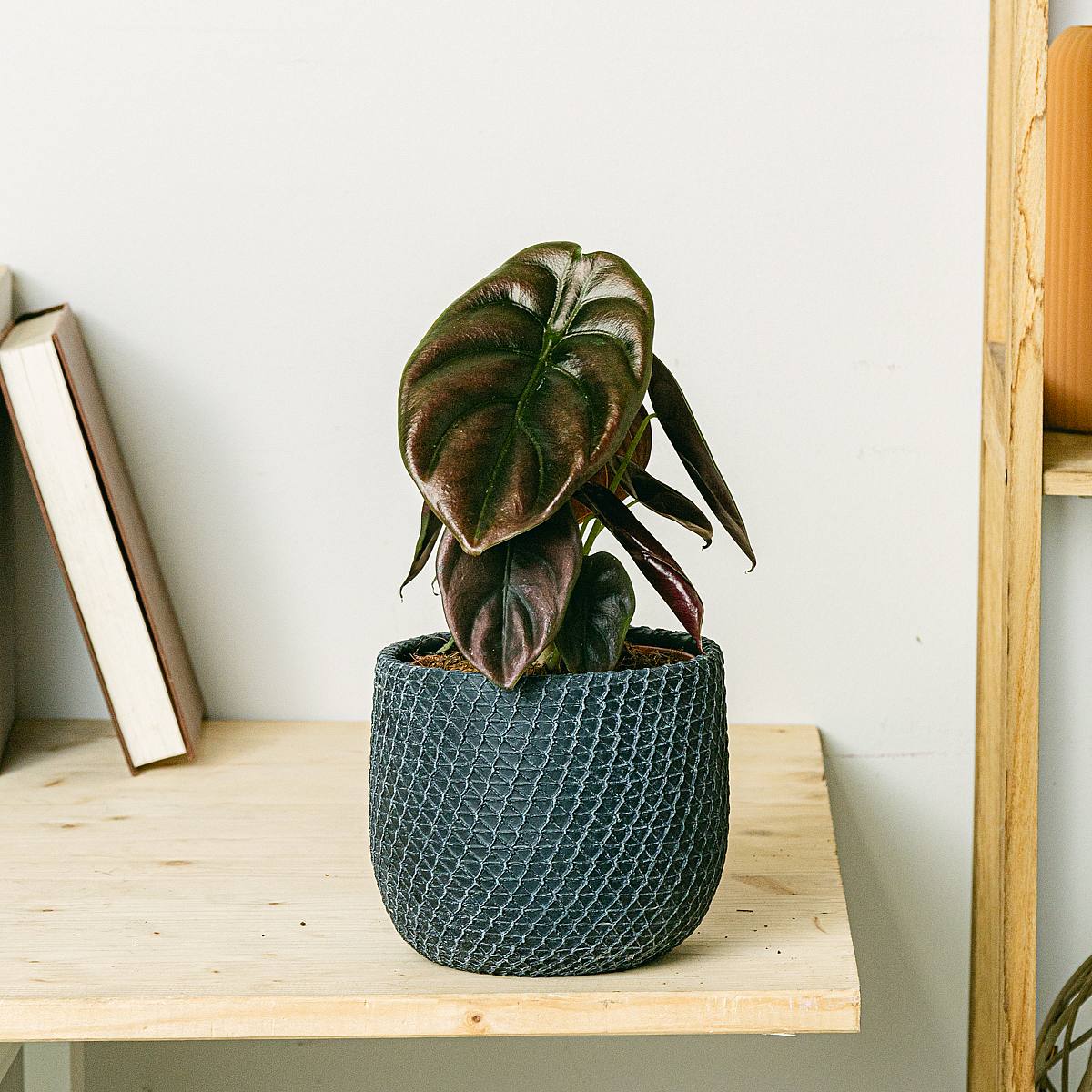 Alocasia cuprea rød hemmelighed picture 2