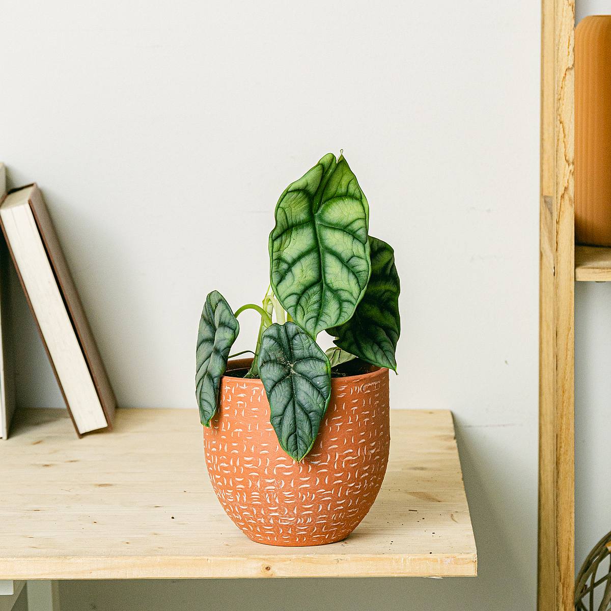 Alocasia Silver Dragon picture 1