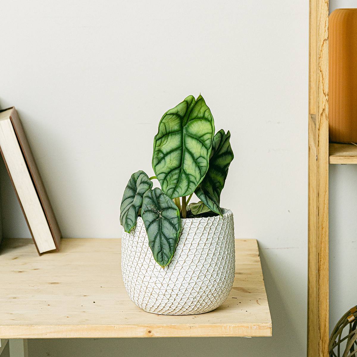 Alocasia Silver Dragon picture 2