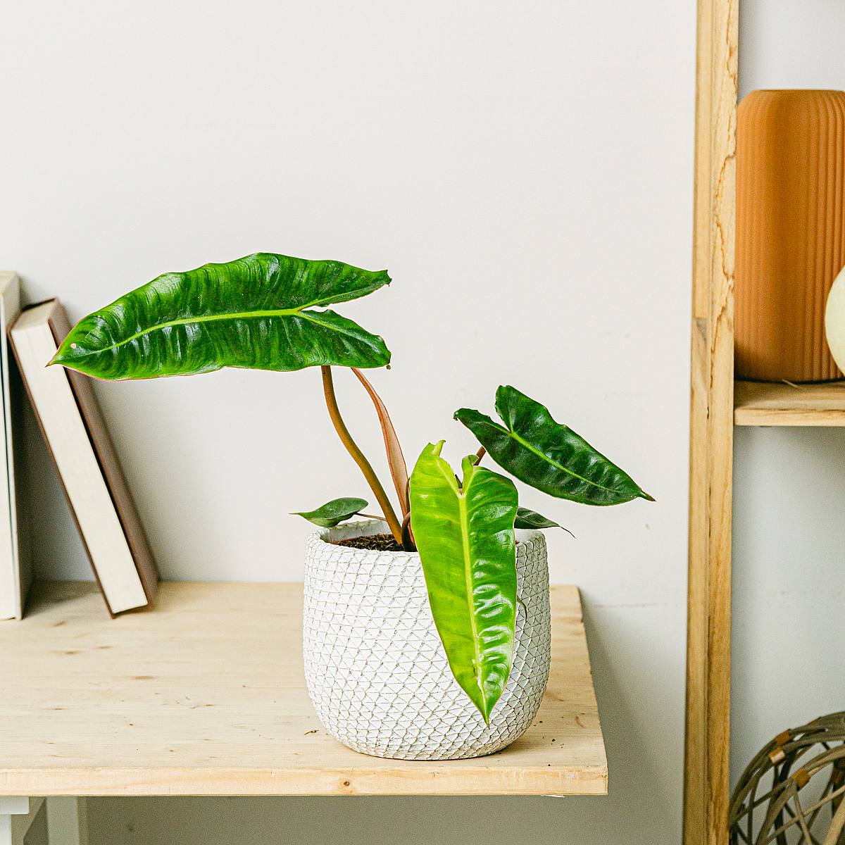 Philodendron billietiae picture 1