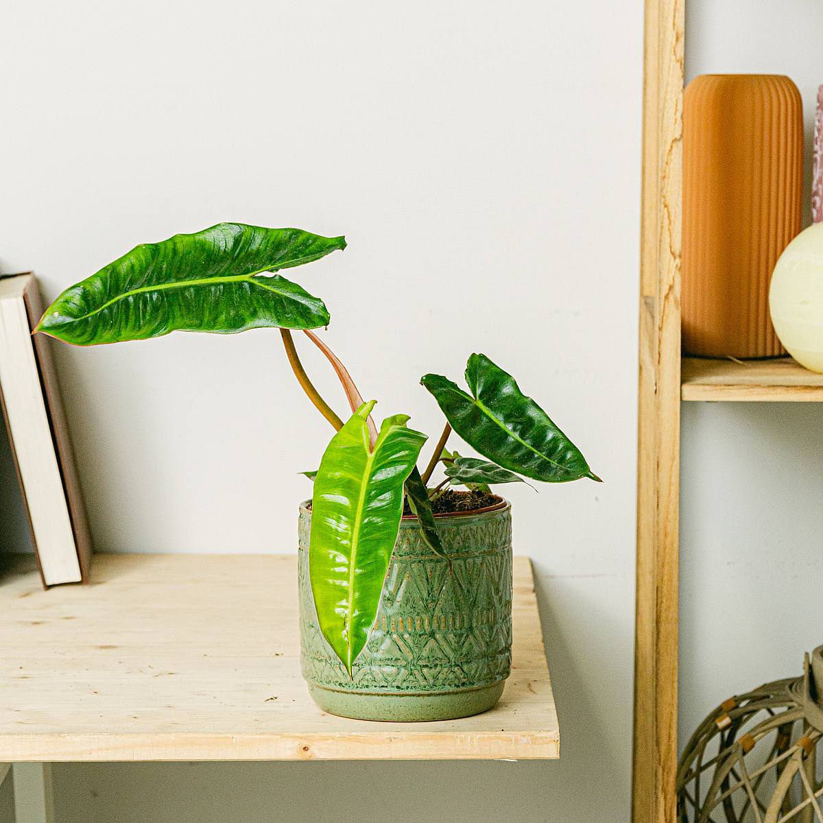 Philodendron billietiae picture 2