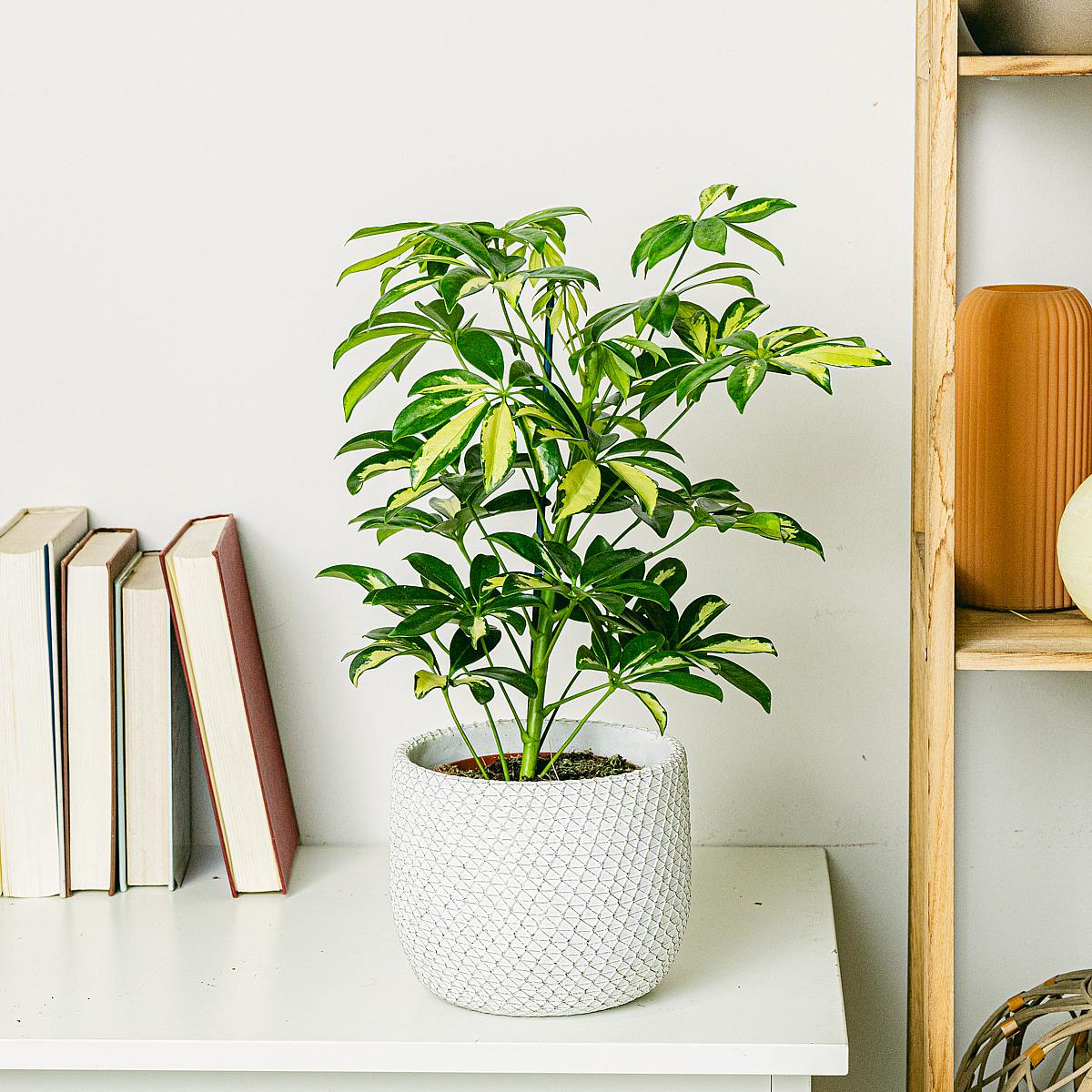 Schefflera Gerda picture 2