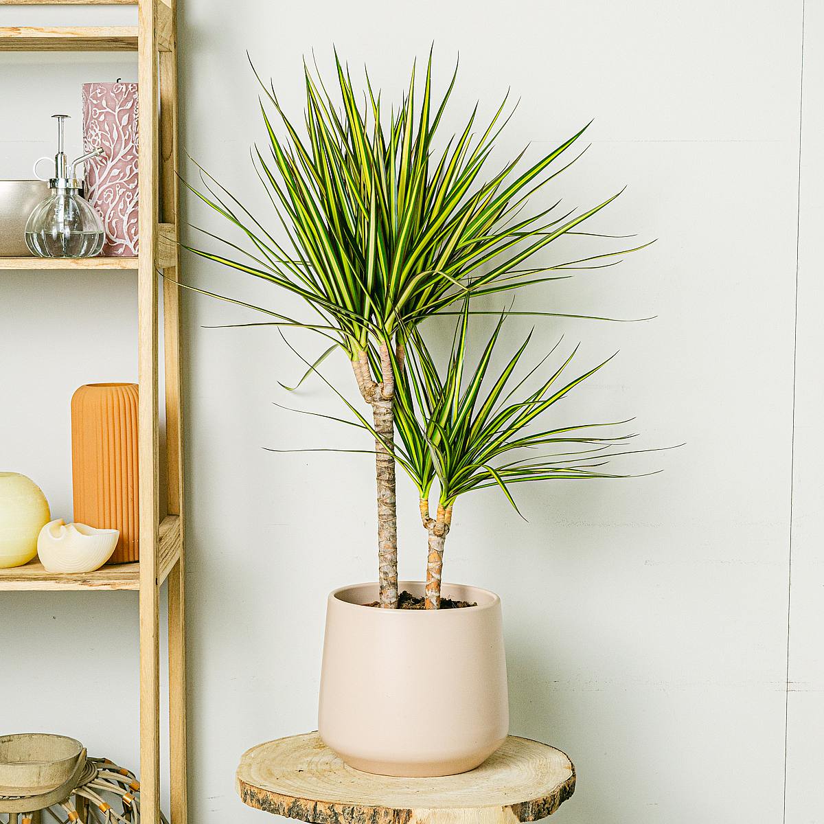 Dracaena Sunray picture 1