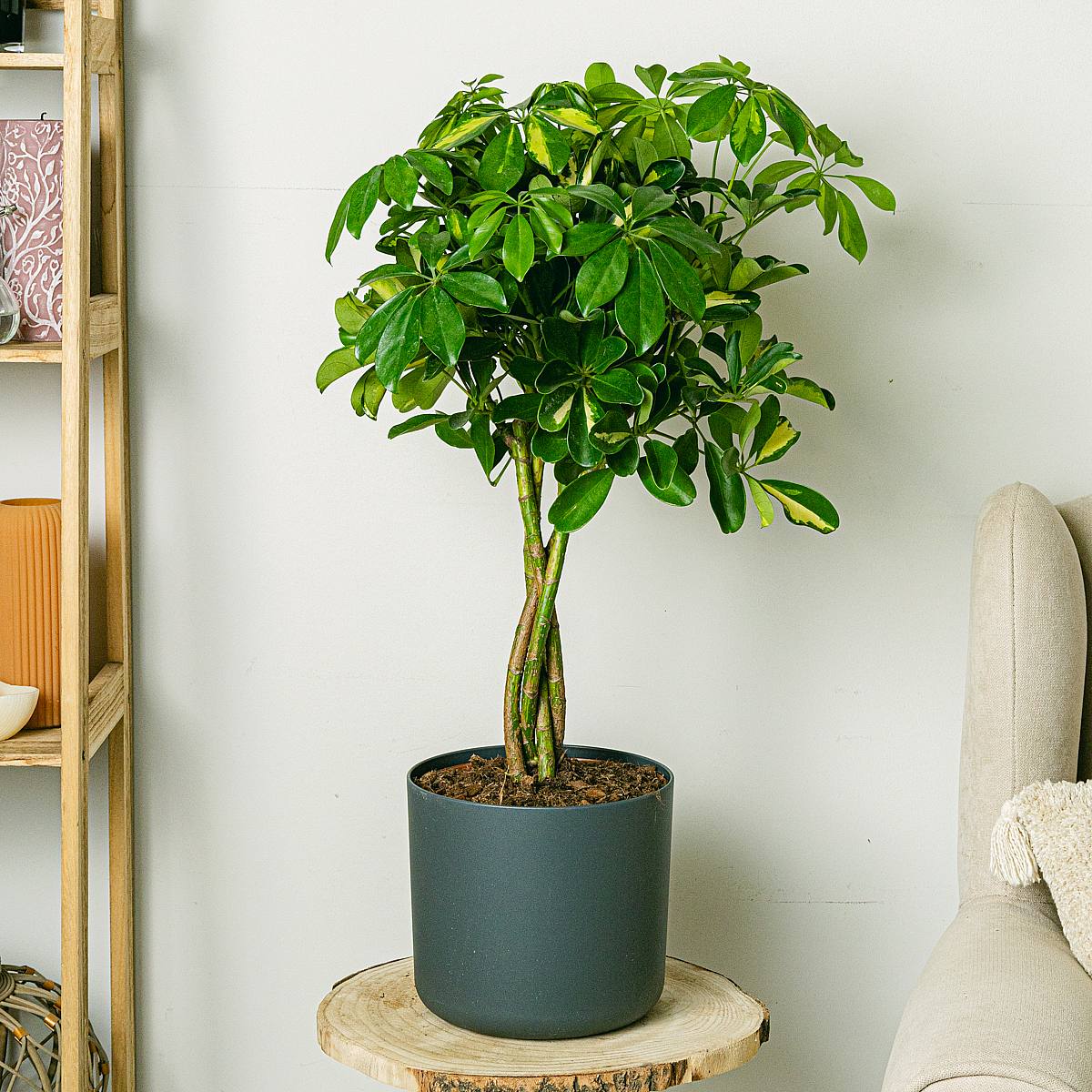 Tronco Schefflera Tronchi intrecciati picture 1