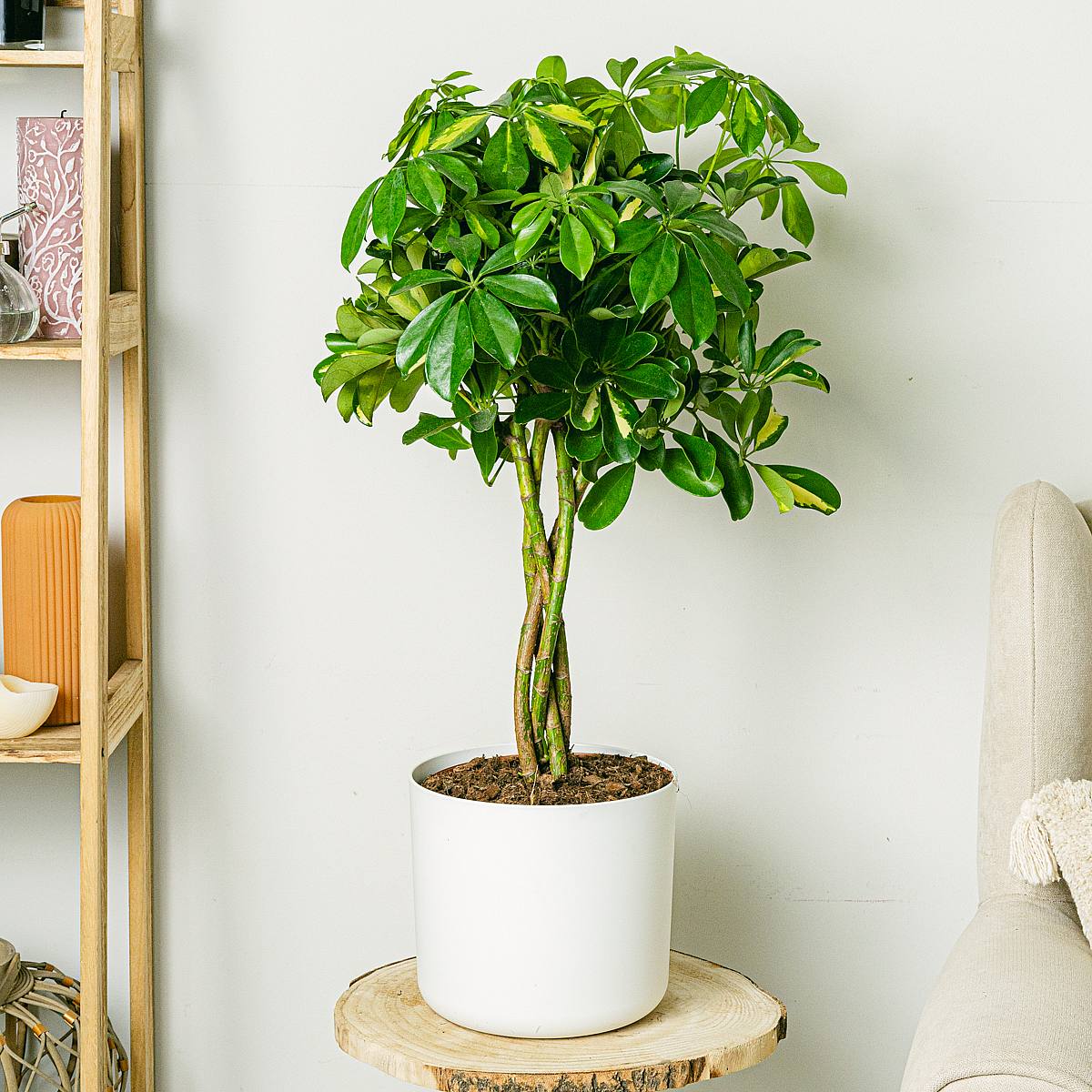 Tronco Schefflera Tronchi intrecciati picture 2