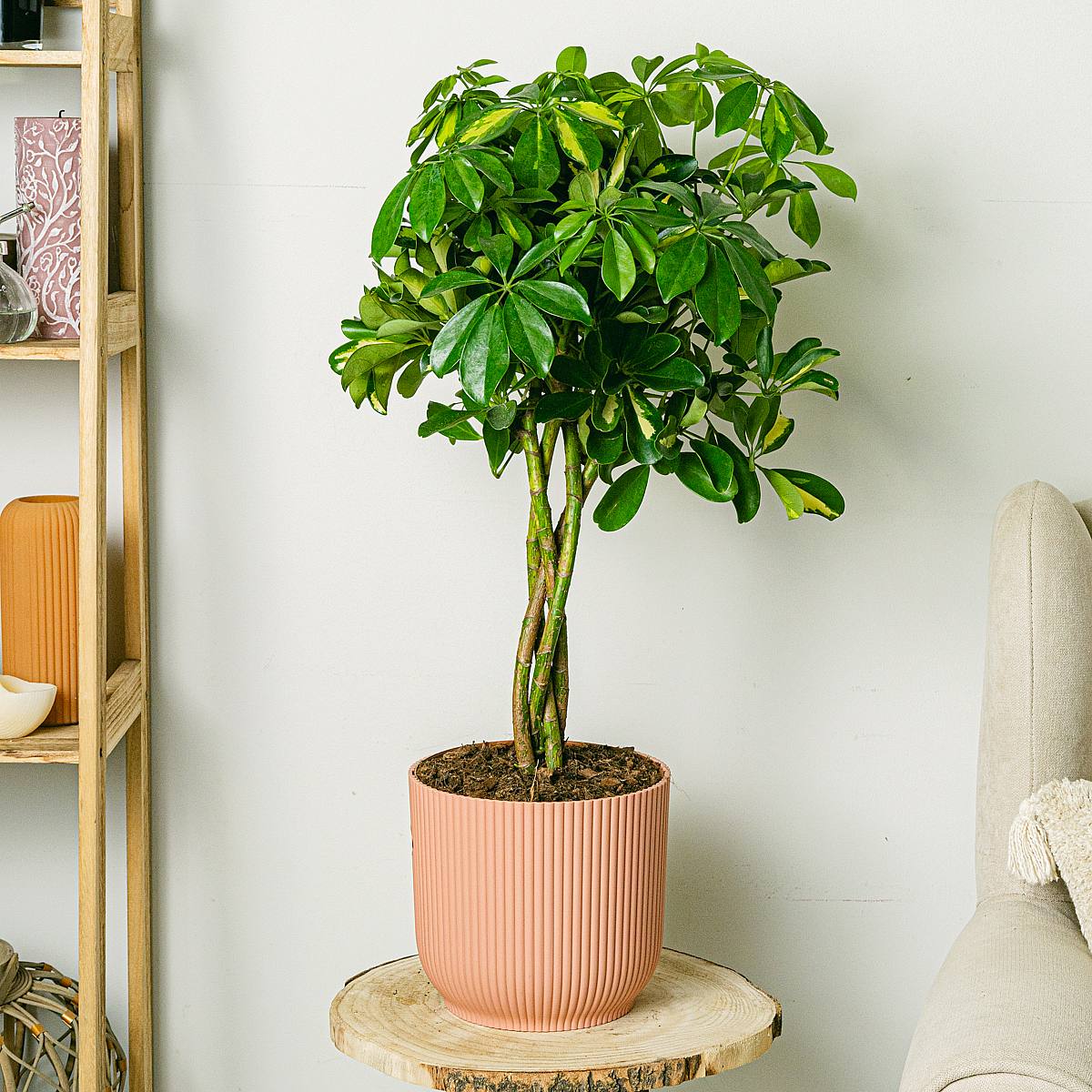 Tronco Schefflera Tronchi intrecciati picture 0