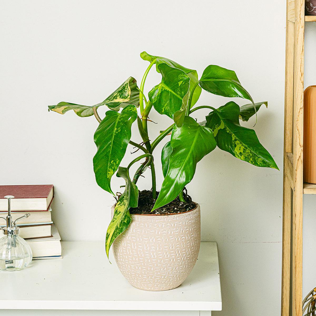 Philodendron Domesticum Variegata picture 2