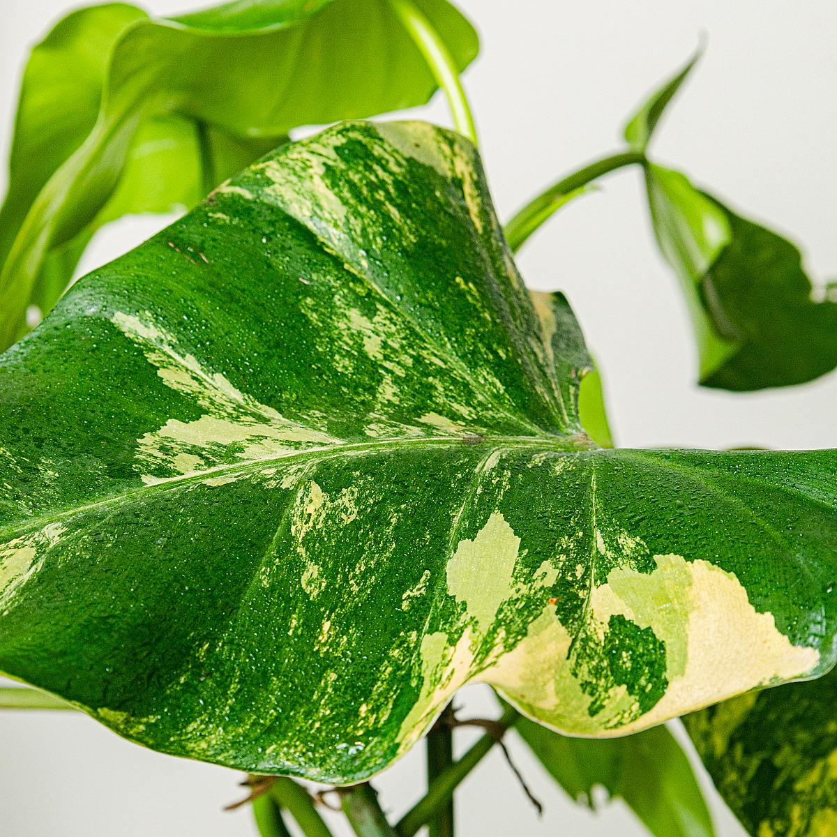 Philodendron Domesticum Variegata picture 3
