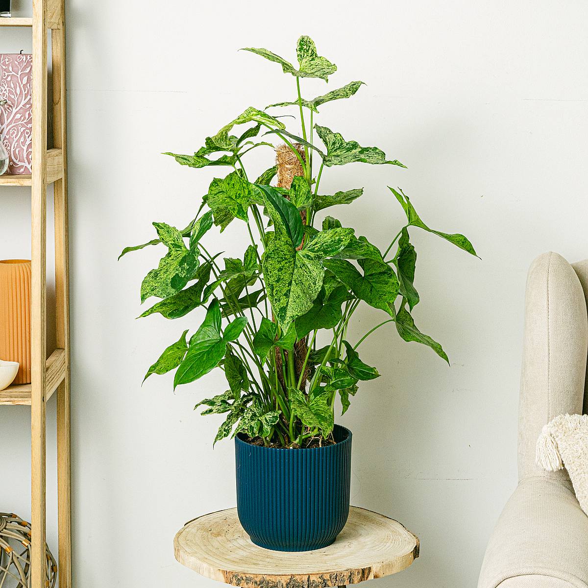 Syngonium Mottled picture 1