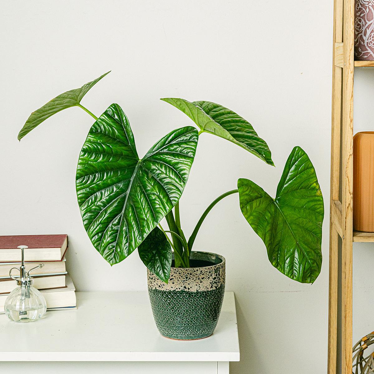 Alocasia Clypeolata picture 0