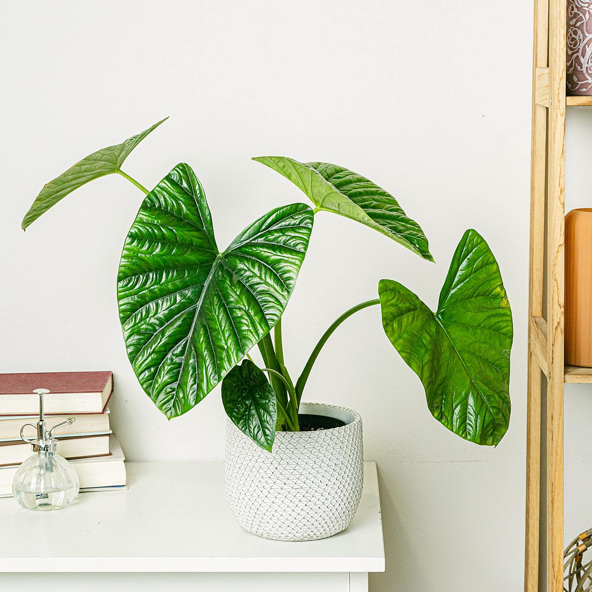 Alocasia Clypeolata picture 1