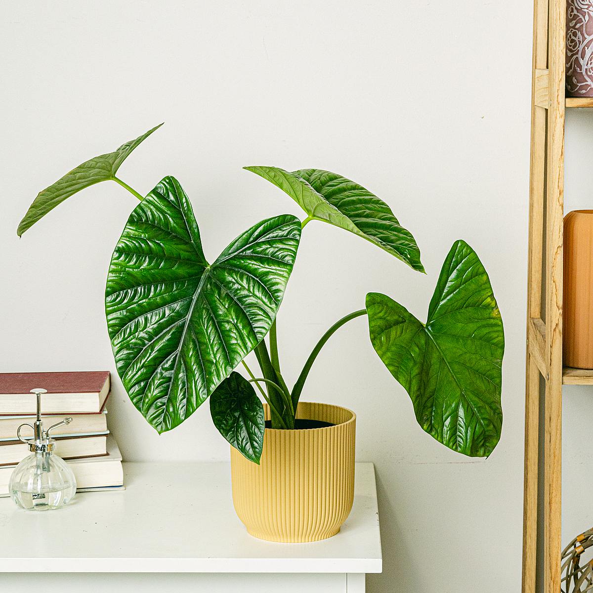 Alocasia Clypeolata picture 2