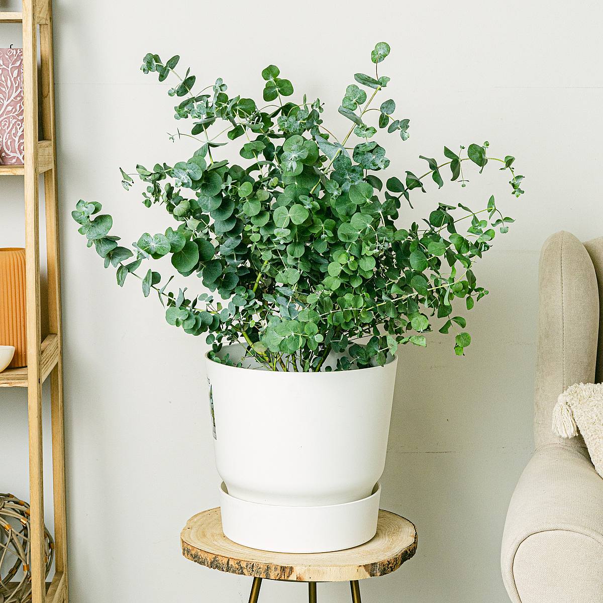 Eucalyptus picture 1