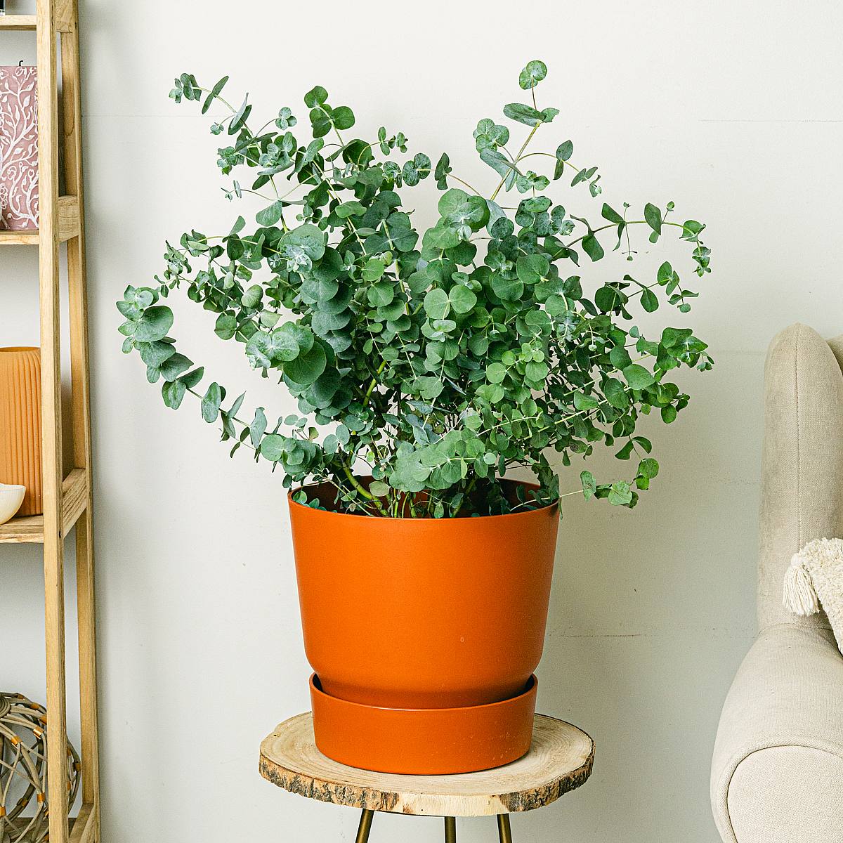 Eucalyptus picture 2