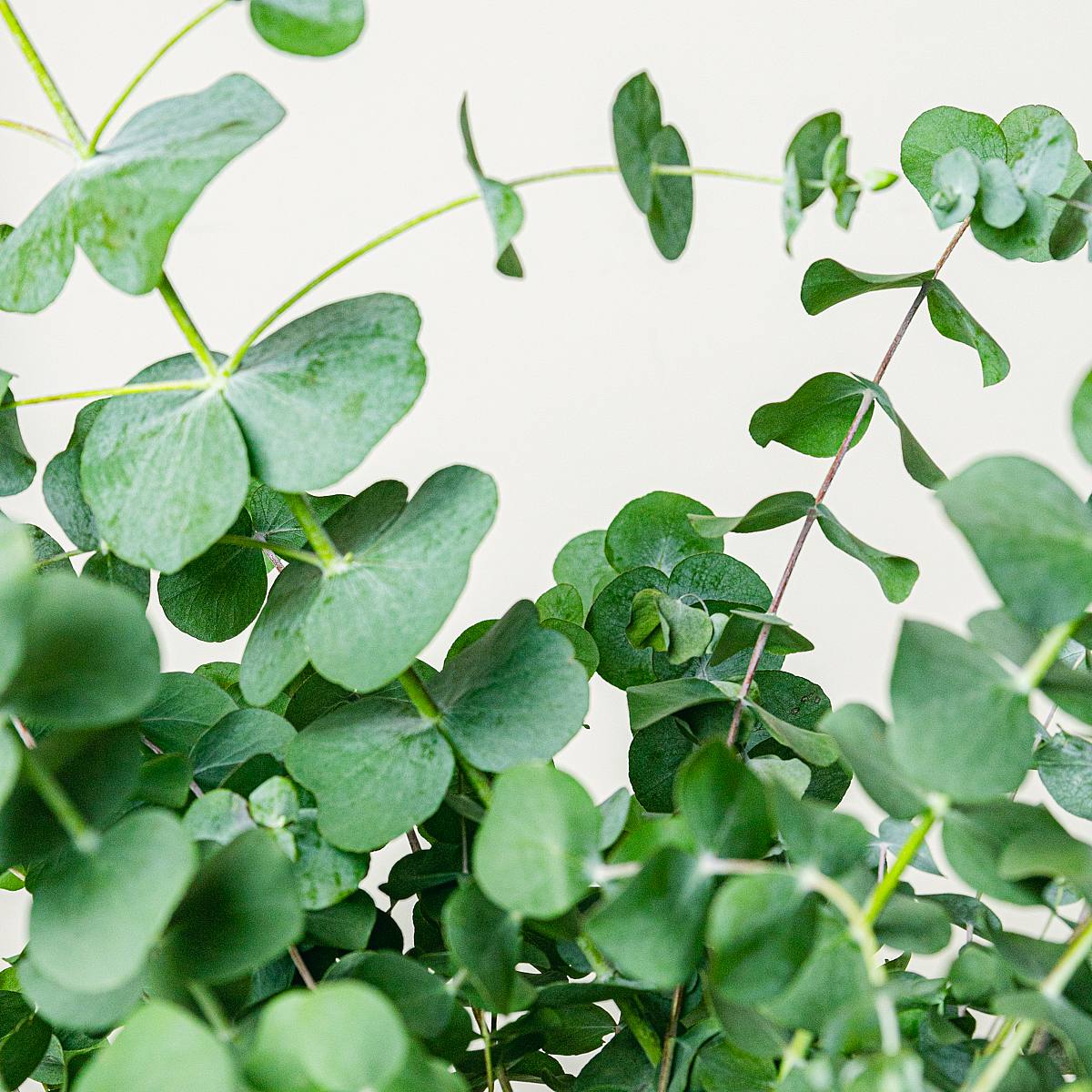 Eucalyptus picture 3