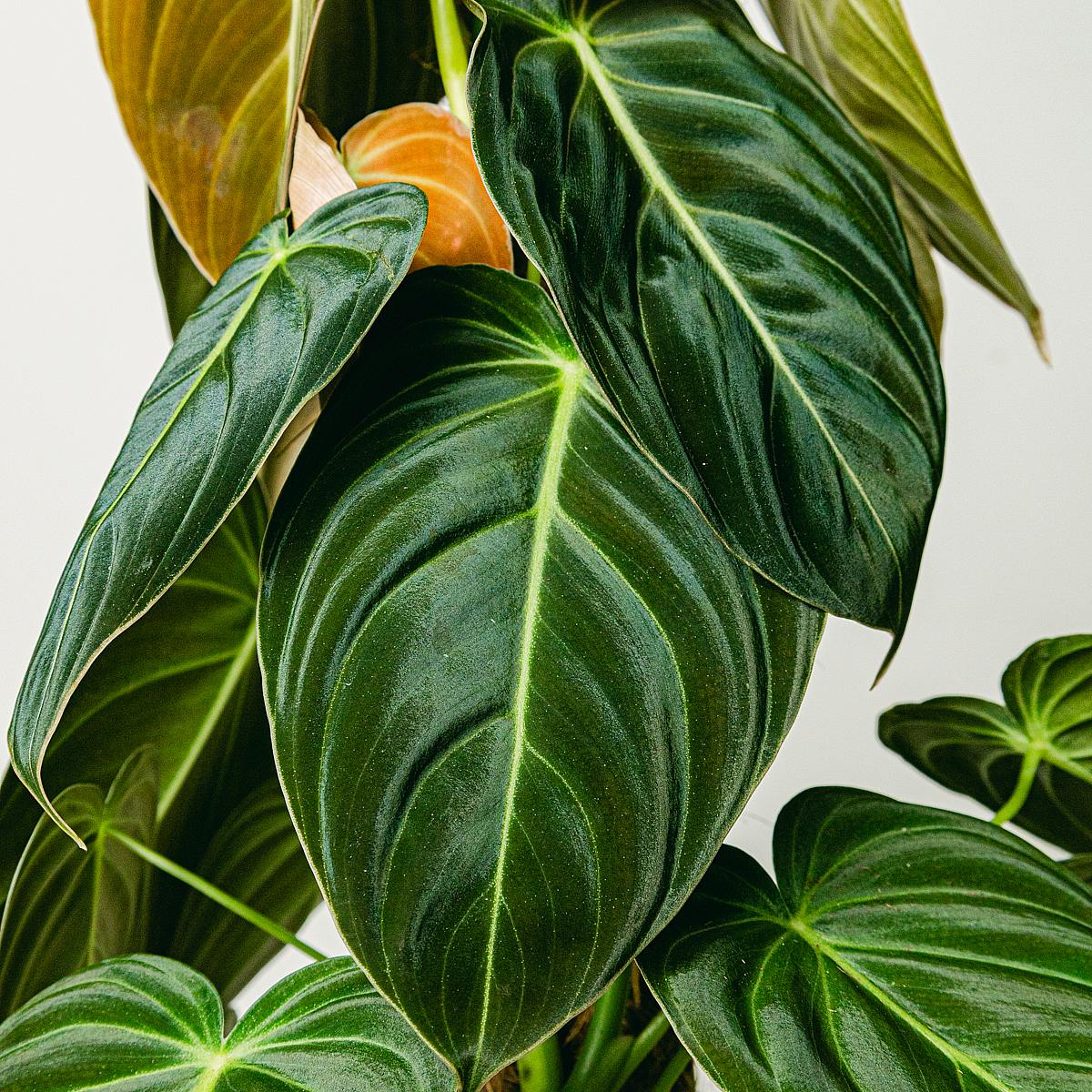 Philodendron Svart guld picture 3