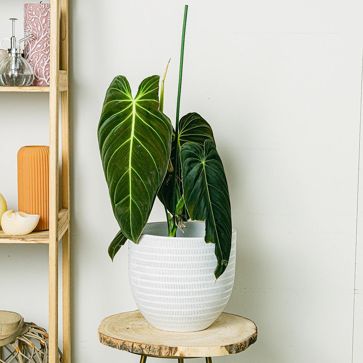 Philodendron Gigas picture 2