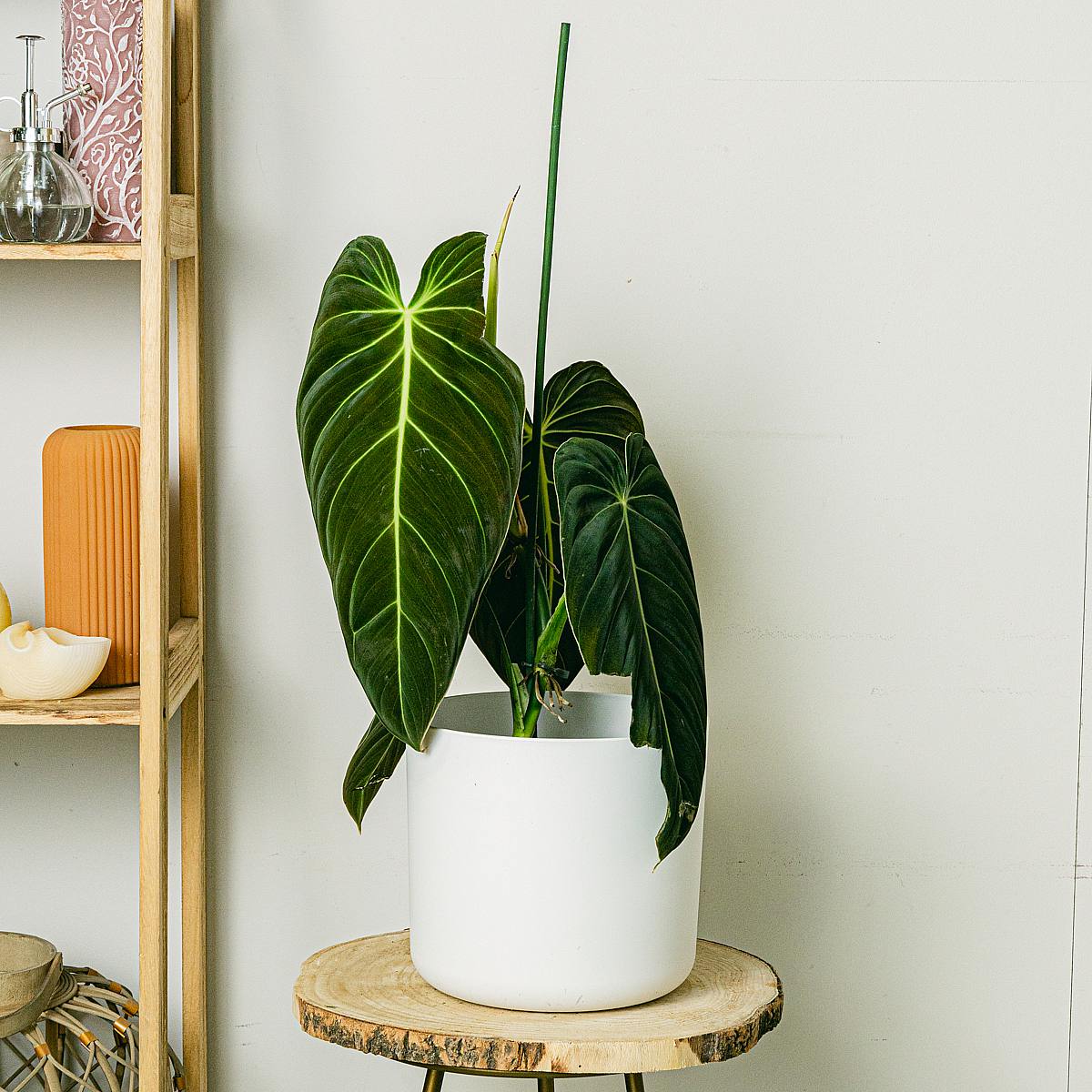 Philodendron Gigas picture 1