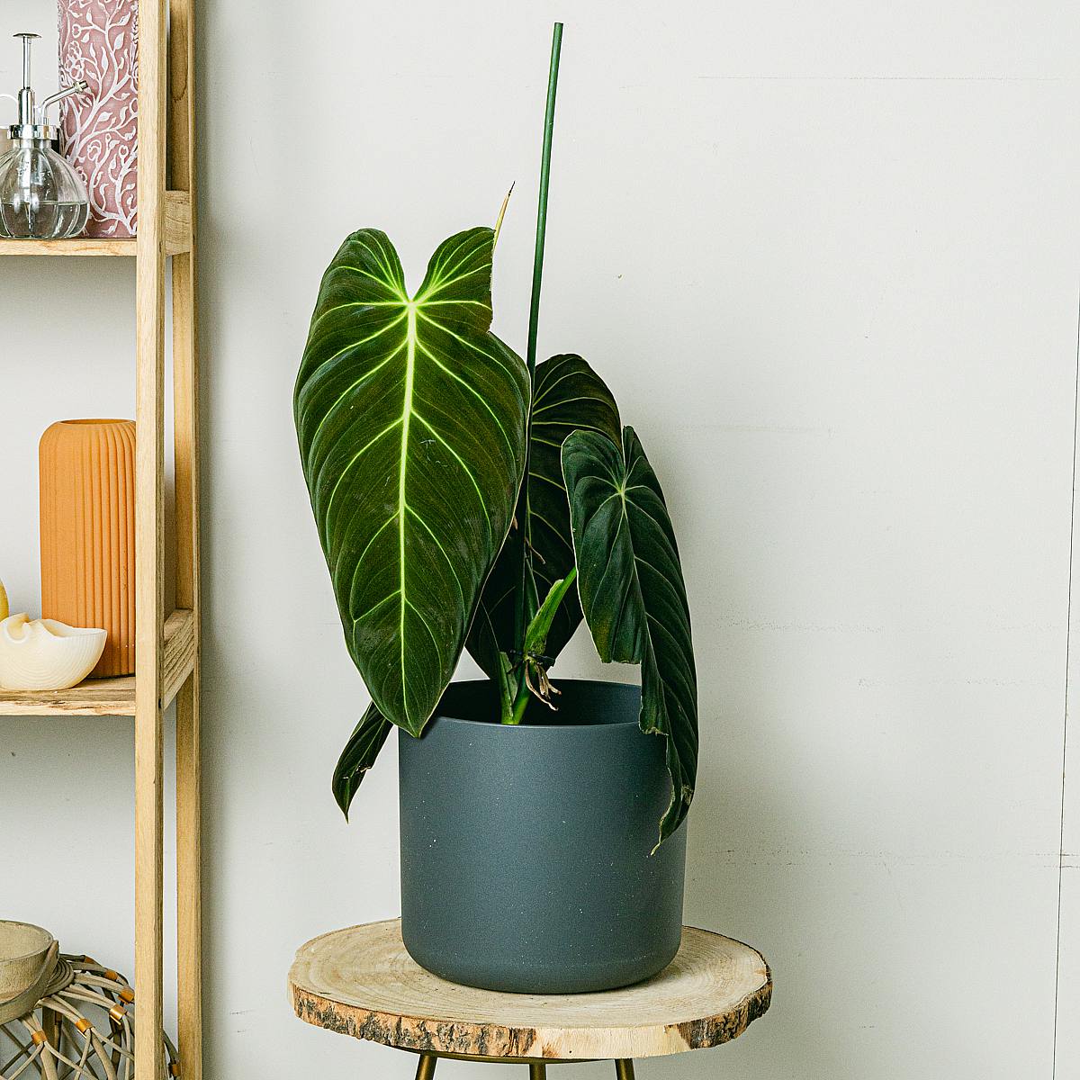 Philodendron Gigas picture 0