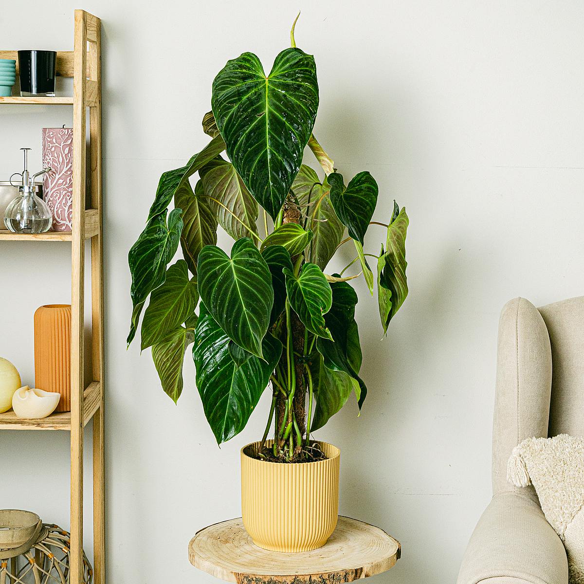Philodendron splendid picture 0